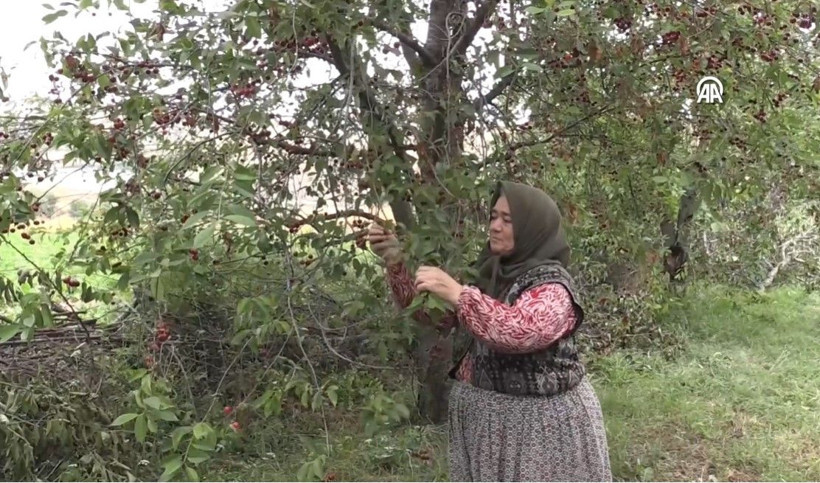 Mühendisin tavsiyesiyle başladı: Bu yıl 3 ton hasat edecek - Resim: 11