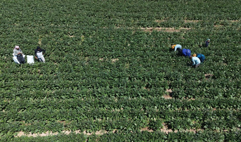 Tarlada hasat başladı: Mor-beyaz inci kalp ve beyne iyi geliyor - Resim: 18