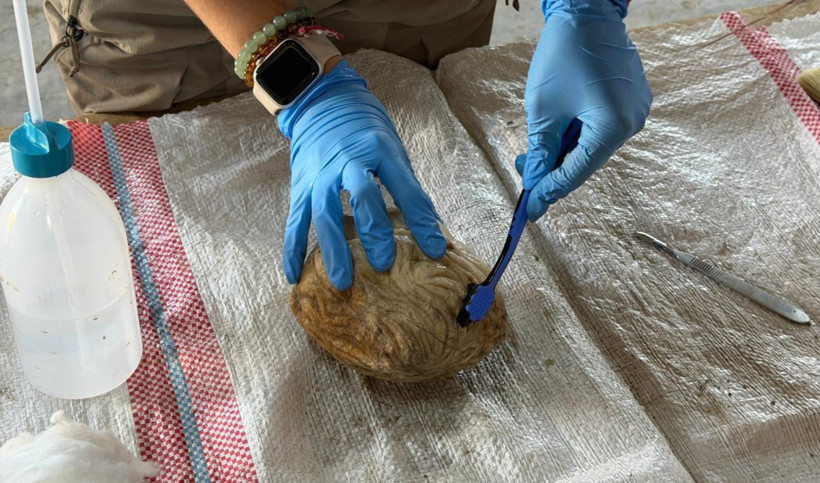 Pompeiopolis’te binlerce yıllık sürpriz: 105 metrekarelik mozaik - Resim : 1