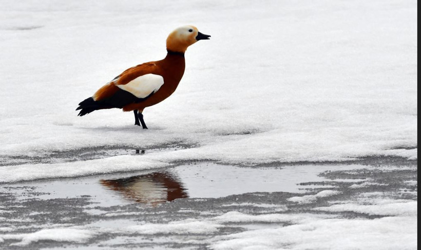 Kars semaları yeniden renklendi: Kuş sesleriyle yankılanıyor - Resim: 9
