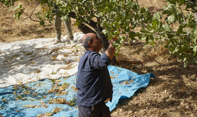 Bedensel ve zihinsel yorgunluğu giderir: Üreticilerin uykusu kaçtı: Siirtliler binbir emekle yetiştiriyor - Resim: 3