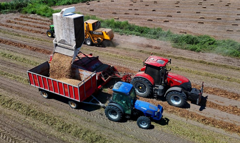 Rekolte üreticiyi memnun etti: Kilosu 100 liradan satılıyor - Resim: 2
