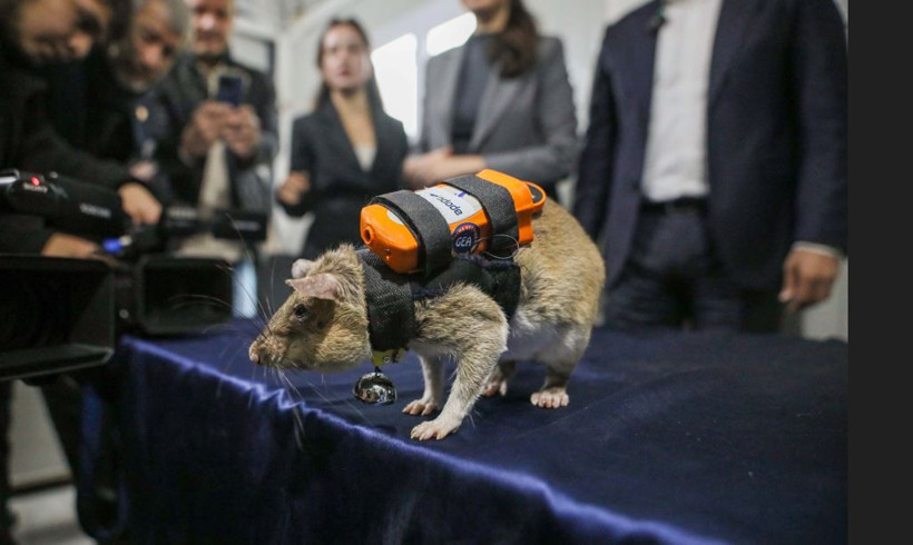 Dünyada ilk kez Türkiye'de: Enkazın derinliklerine fareler girecek - Resim : 5