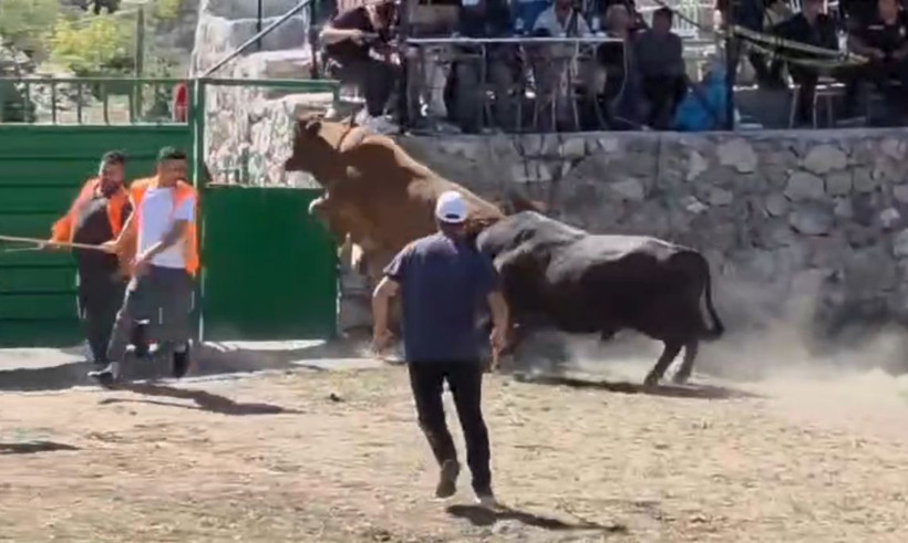 Matadorlar şoke oldu: Arenada bir ilk: Tek boynuz darbesi yetti attı - Resim : 2