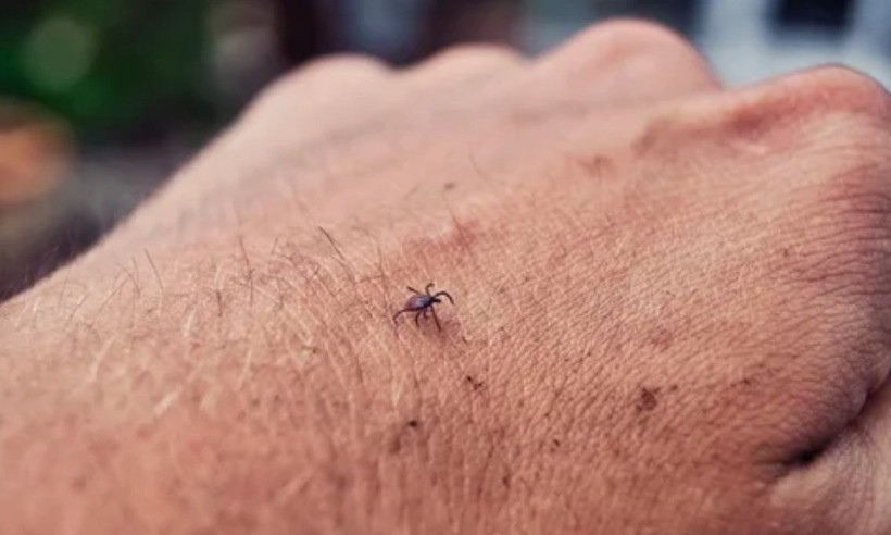 Prof. Dr. Çetin uyardı: Yoğun yağışlı kış keneleri çoğaltabilir: Bahar alarmı verildi - Resim: 4