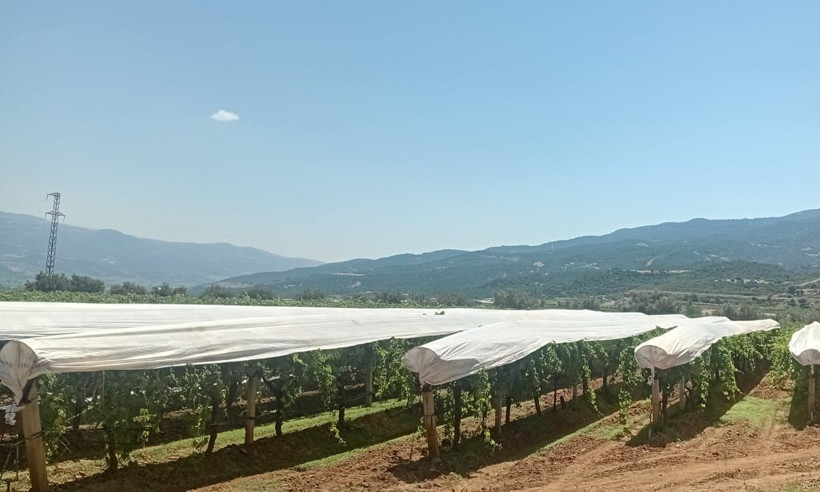 Günde 2 bin 100 lira kazanıyorlar: Erken saatlerde mesaiye başlıyorlar - Resim : 3