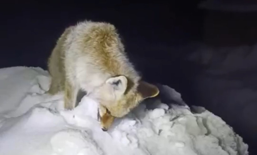 Sibirya soğukları Hakkari’yi esir aldı: Tilki yiyecek ararken ayakta dondu - Resim : 2
