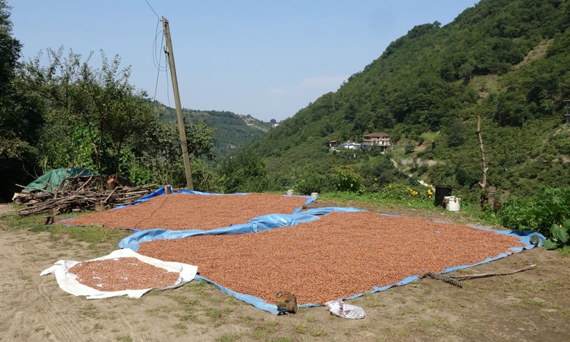 Doğu Karadeniz’den sevindirici haber: "50 yıl çıkmaz" denmişti - Resim: 7