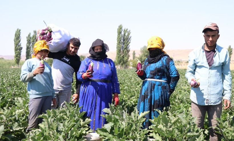 Tarlada hasat başladı: Mor-beyaz inci kalp ve beyne iyi geliyor - Resim: 10
