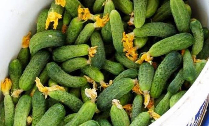 Tarlada kilosu 45 TL’ye düştü: Üretici dertli - Resim: 7