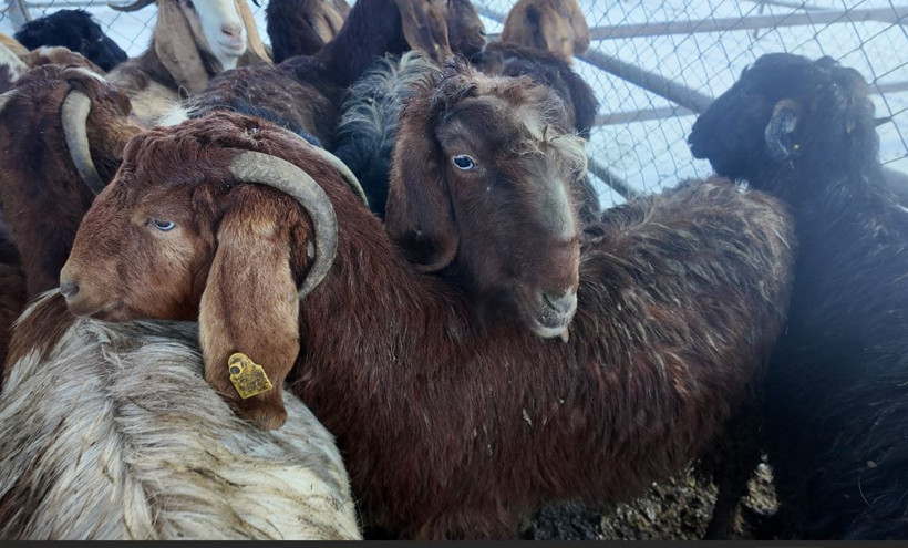 Dondurucu soğuk ticareti vurdu: Şarkışla’da ateş başında bekleyiş - Resim : 1