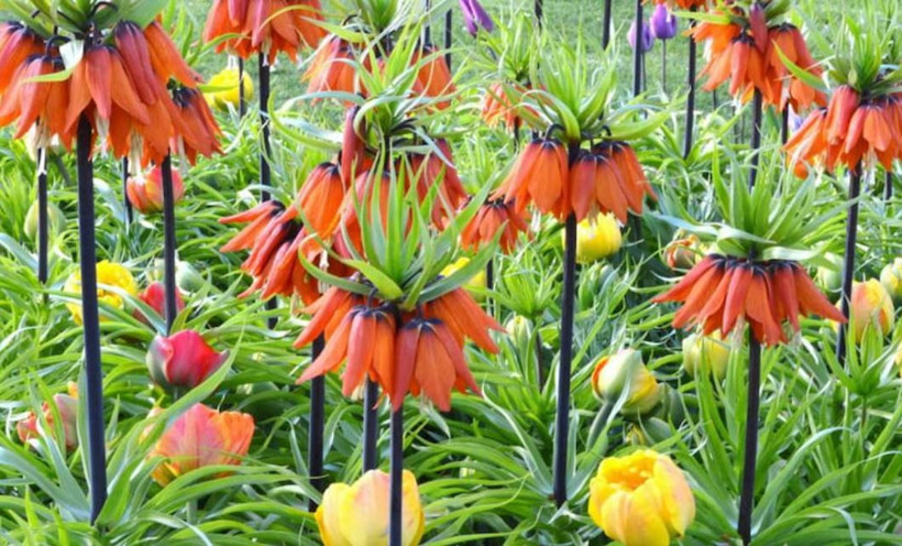 Ağlayan Gelin açtı: Yılda sadece 20 gün görünüyor… Koparanın cezası servet değerinde - Resim: 6