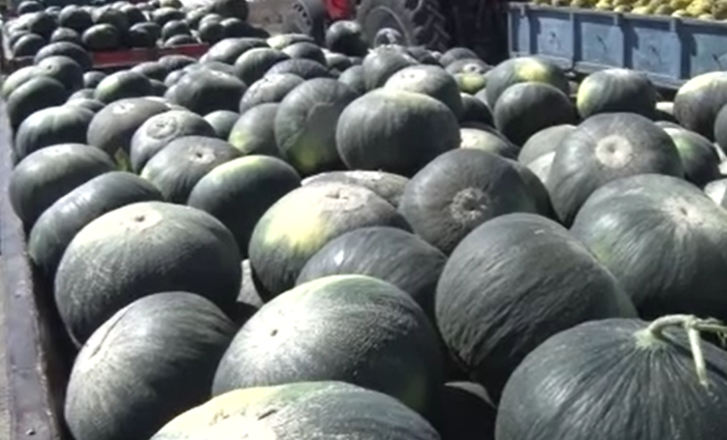 Su istemiyor, 50 ton bekleniyor: Tek bir ile özgü - Resim: 9