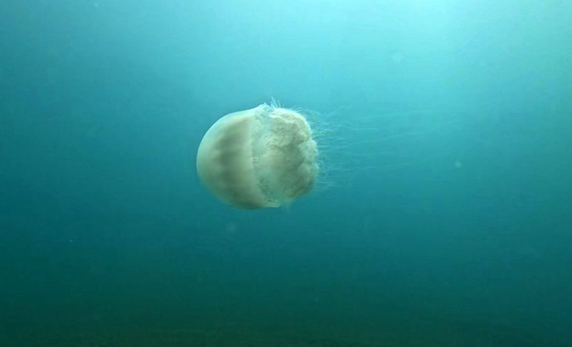 "Gördüğünüz yerde rotanızı değiştirin”: Akdeniz’in en büyüğü: Dokunduğu an yakıyor - Resim: 10