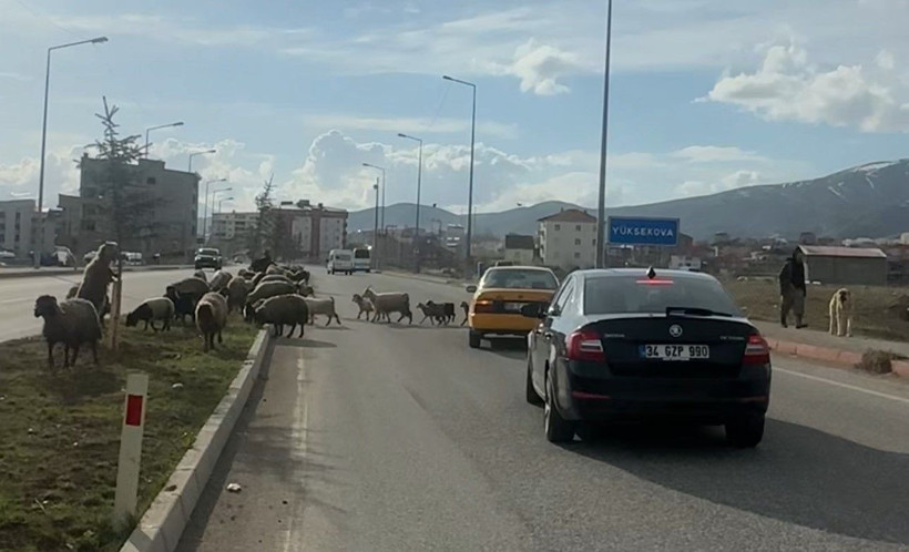 Refüjde otlayan koyunlar trafiği durdurdu - Resim: 6