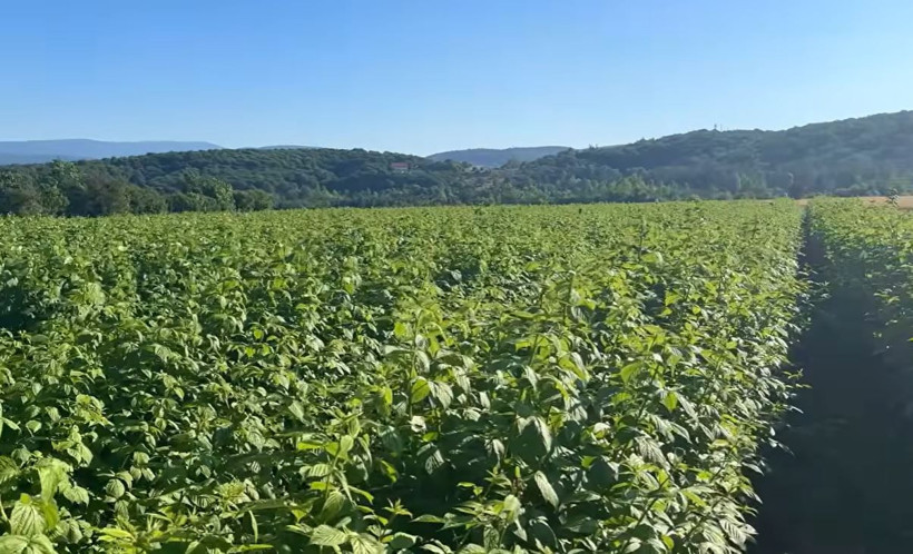 Kaymakamlıktan vazgeçti, hasat etti: Parasını 100’e katladı - Resim: 4