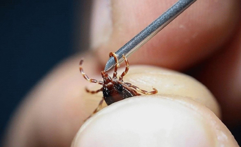 Prof. Dr. Çetin uyardı: Yoğun yağışlı kış keneleri çoğaltabilir: Bahar alarmı verildi - Resim: 1