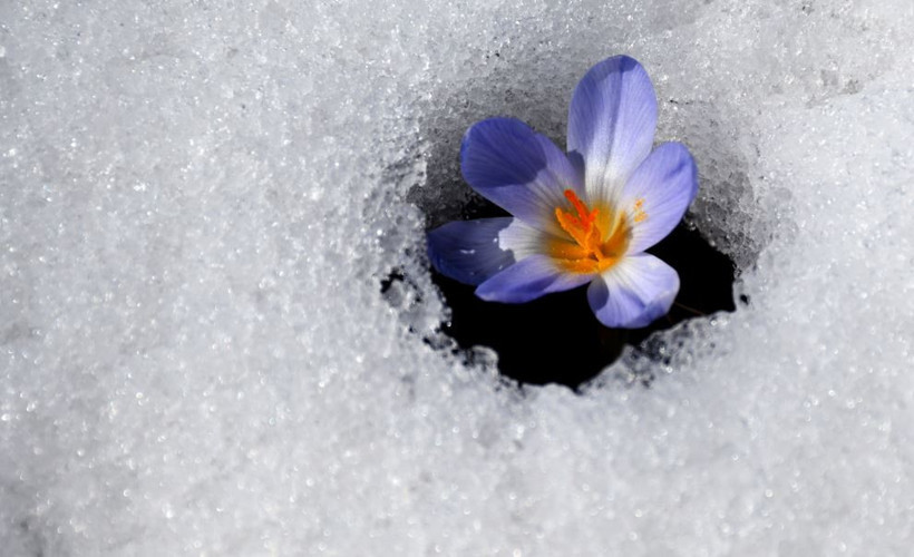 Kars’ta baharın habercisi kardelenler açmaya başladı - Resim : 1