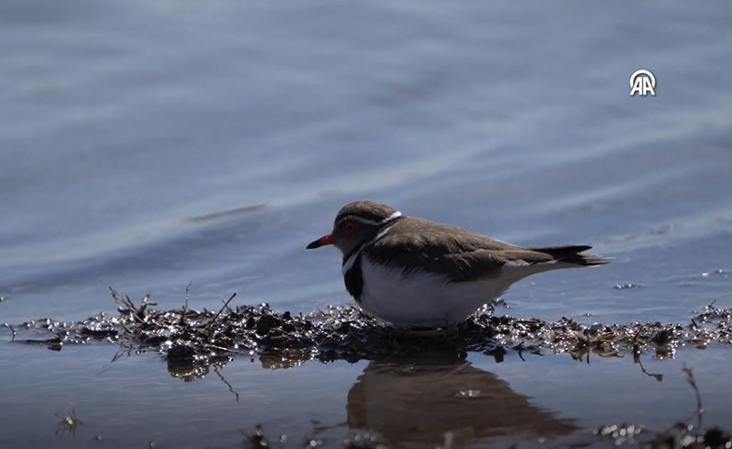 ‘Takkeli Cılıbıt’ Türkiye'de ilk kez görüldü: 504 kuş türü oldu... Afrika’dan gelen sürpriz misafir - Resim: 6