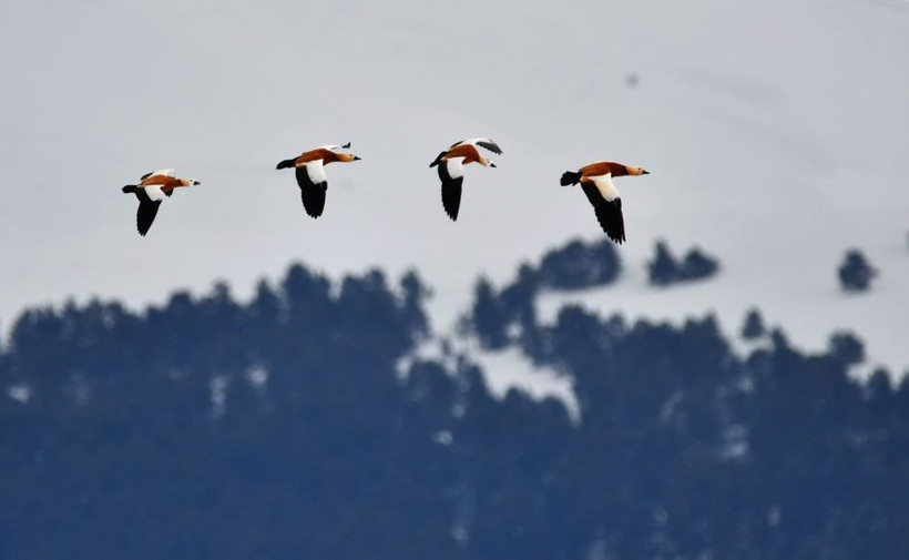 Kars semaları yeniden renklendi: Kuş sesleriyle yankılanıyor - Resim: 7