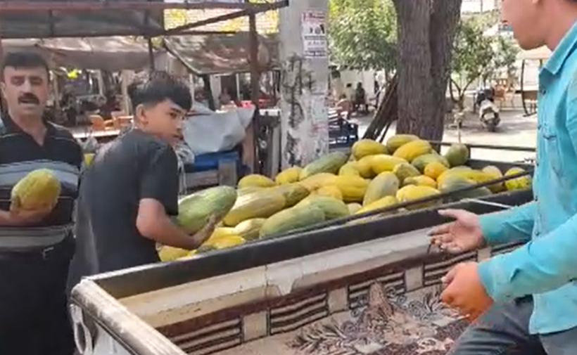 Tavan arasından çıkan efsane kavunu canlandırdı: Ata tohumu tekrar pazarda - Resim: 13
