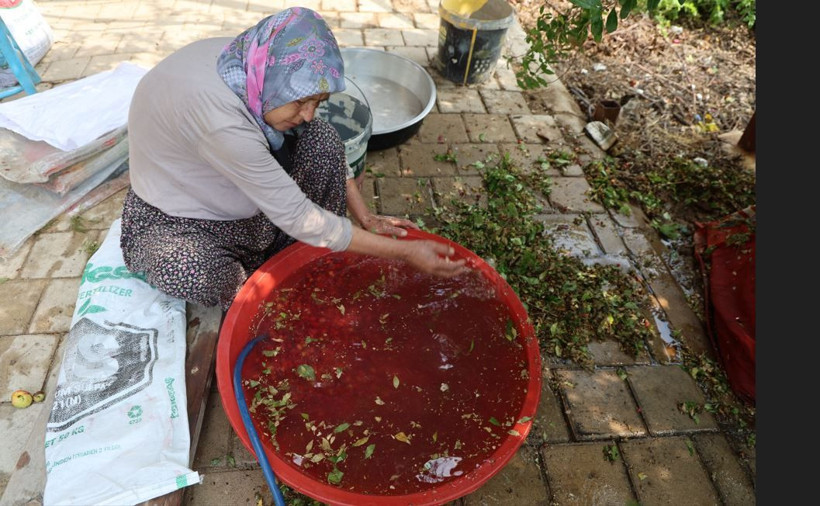Kalbe dost, tansiyona düşman: Litresi 1000 lira, faydası saymakla bitmiyor - Resim: 3