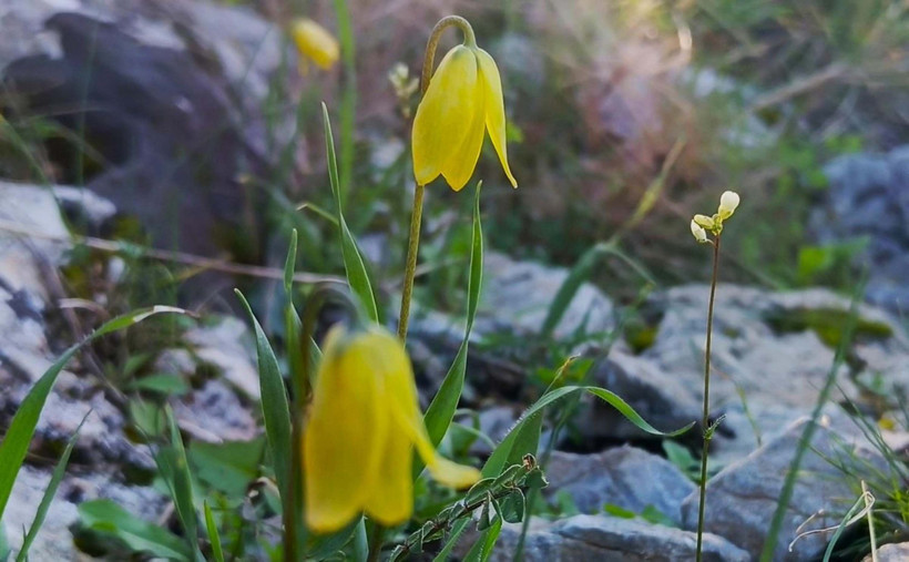 Ağlayan gelinler uyandı: Onları koparmanın bedeli &ccedil;ok ağır - Resim : 2