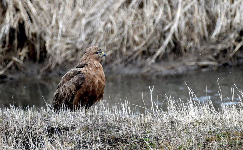 Kars semaları yeniden renklendi: Kuş sesleriyle yankılanıyor - Resim: 5