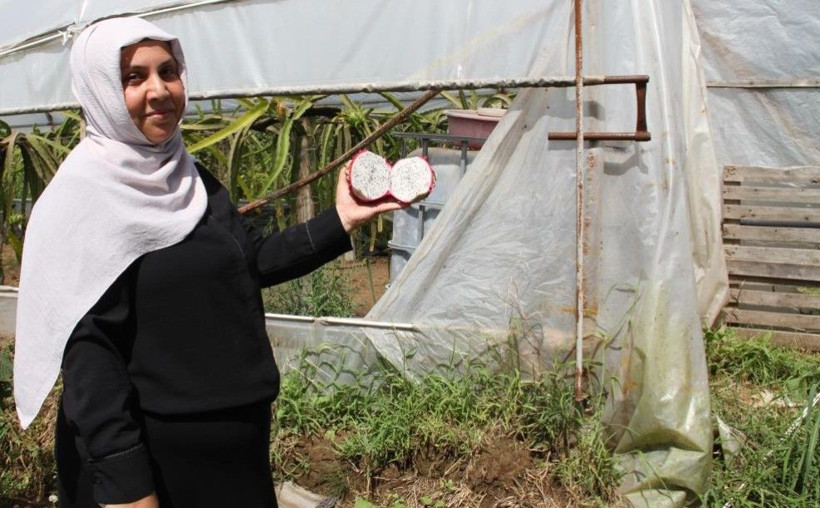 Kilosunu 250 TL'den satıyor: Hasat için kolları sıvadı - Resim: 8