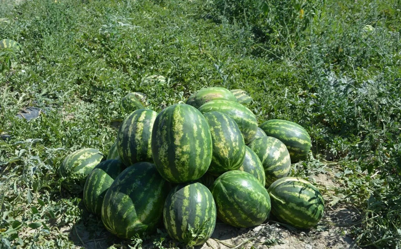Kilosunu 10 liradan satıyorlar: Taleplere yetişemiyorlar - Resim: 2