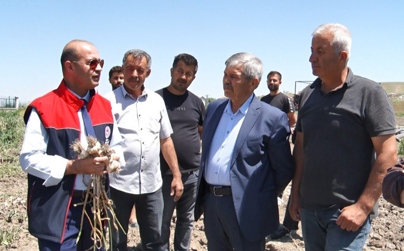 Ankara’da bir ilki başardı, şimdi paraya para demiyor: Tarlada kilosu 190 lirayı buldu - Resim : 1