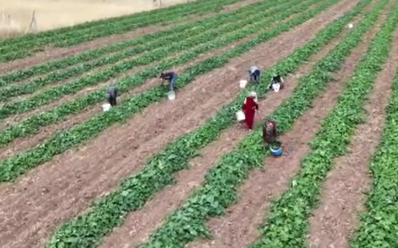 5 kilosu 900 lira: Çubuk turşusu bu sene de Ankara’nın dünyaya açılan kapısı olacak - Resim: 9