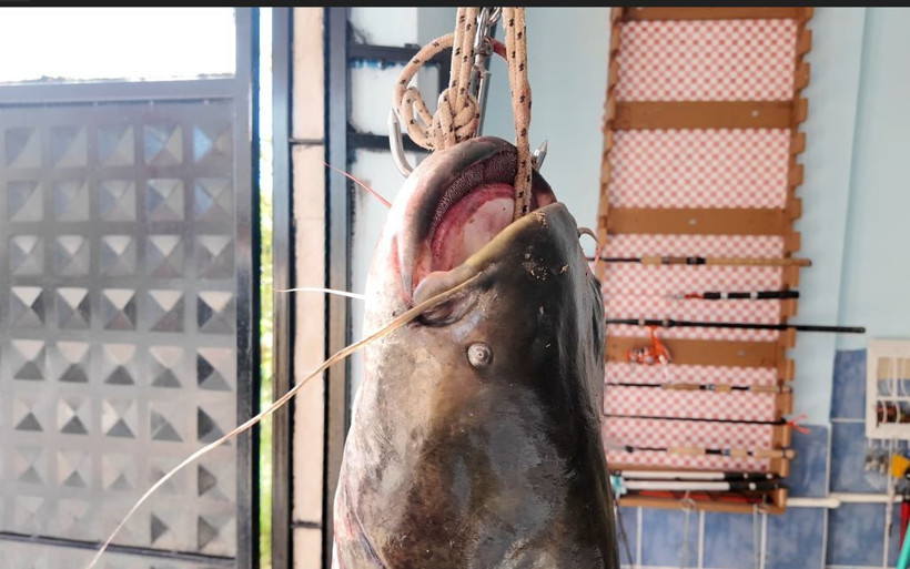 Balıkçıların oltasına 'kuzu' takıldı: Tam 45 kilo - Resim: 4