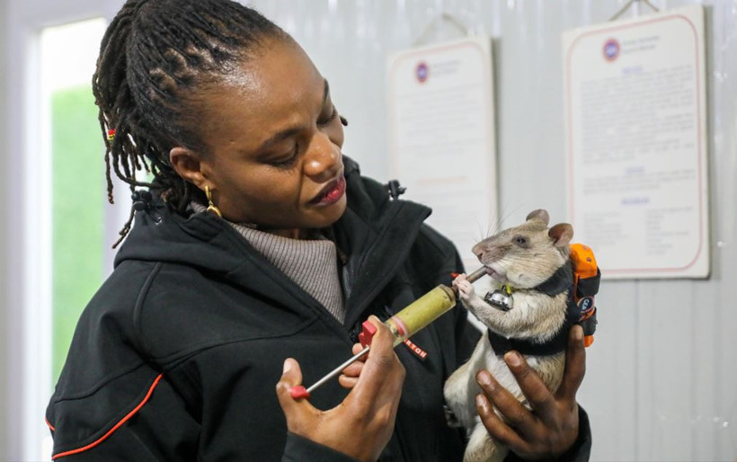 Dünyada ilk kez Türkiye'de: Enkazın derinliklerine fareler girecek - Resim : 2