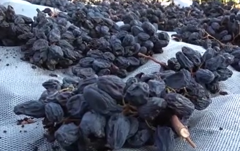 Bin rakımda yetişiyor, talep yağıyor: Kilosu 600 lira - Resim: 14