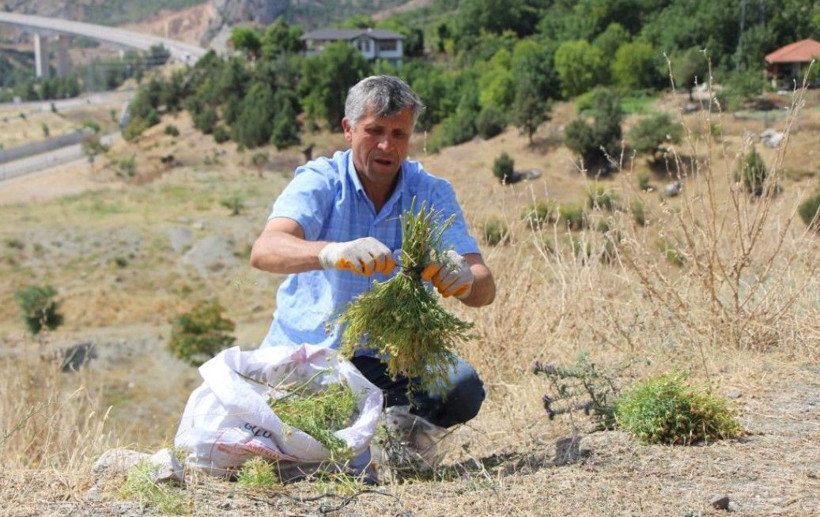 Buketi 150 TL'ye yok satıyor: Nazar için alıyorlar - Resim: 2