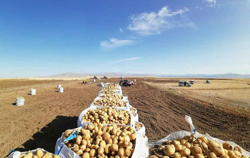 Tarlada kilosu 25 TL'ye kapış kapış satılıyor: Paraya para demiyorlar - Resim: 11