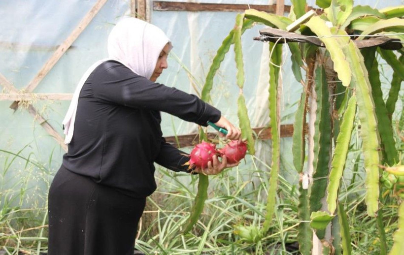 Kilosunu 250 TL'den satıyor: Hasat için kolları sıvadı - Resim: 10