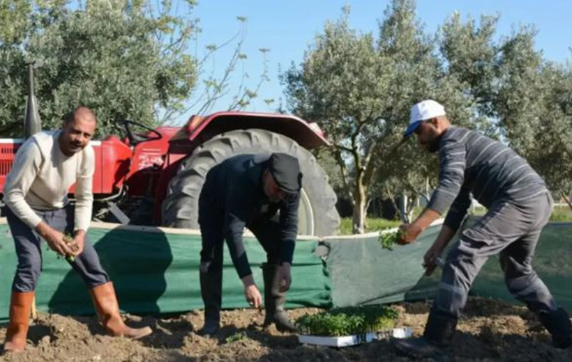 Ünlü klarnet virtüözü köye yerleşti: Sebzesini ekiyor, zeytinyağını kendi üretiyor - Resim : 4