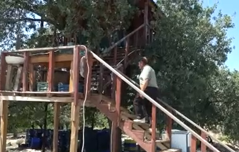 Asırlık ağaçta adeta mimari yapı: Dallar evin içinden geçiyor - Resim: 11