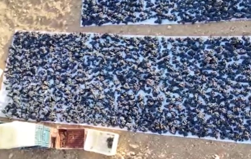 Bin rakımda yetişiyor, talep yağıyor: Kilosu 600 lira - Resim: 12