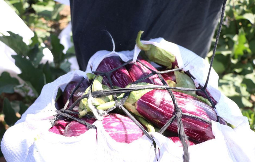 Tarlada hasat başladı: Mor-beyaz inci kalp ve beyne iyi geliyor - Resim: 15