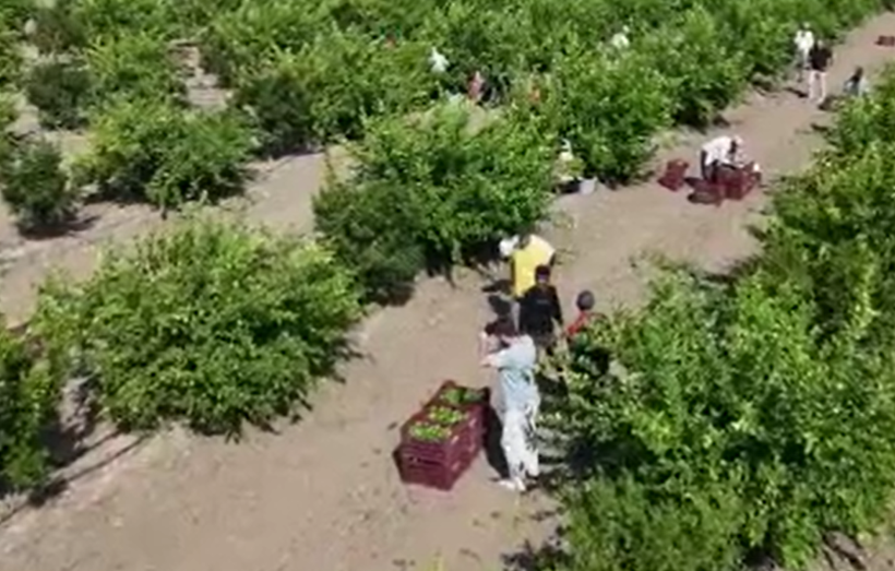 Verim bol, fiyat düşük: Kilosu 6 liraya düşüyor - Resim: 10