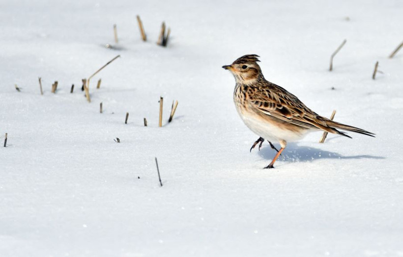 Kars semaları yeniden renklendi: Kuş sesleriyle yankılanıyor - Resim: 3