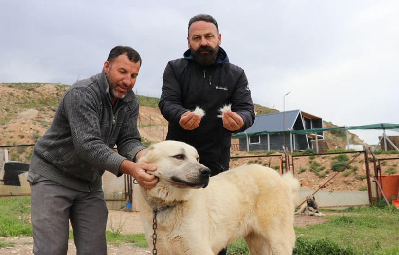 Yetiştiriciler alarm verdi: Kangallar depresyona girdi - Resim : 4