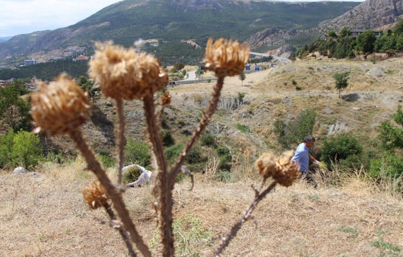 Buketi 150 TL'ye yok satıyor: Nazar için alıyorlar - Resim: 3