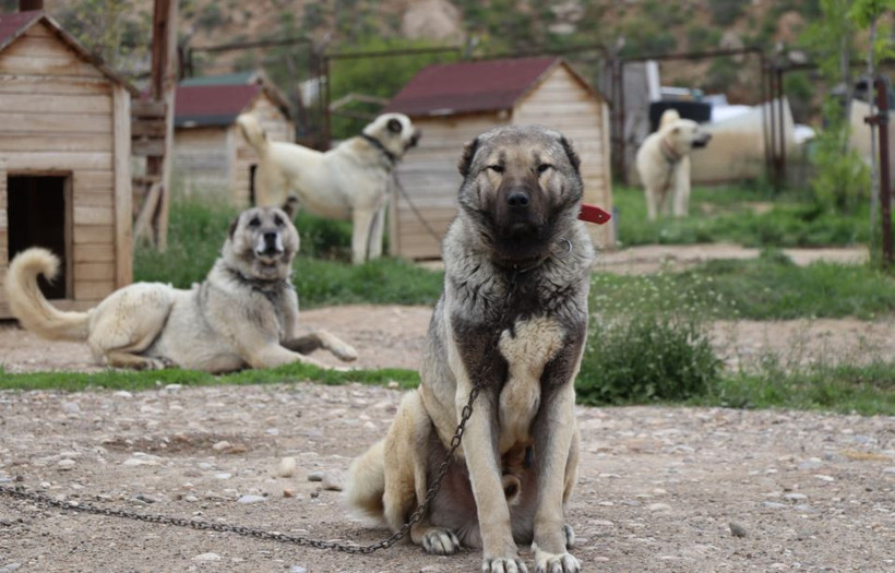 Yetiştiriciler alarm verdi: Kangallar depresyona girdi - Resim : 2