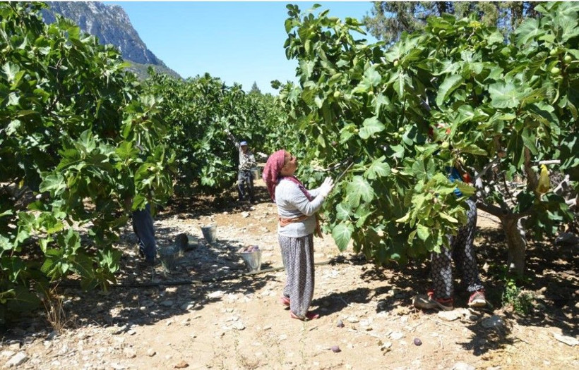 Tarlada 50 lira pazarda 80 liradan satılıyor: Düşük rekolte fiyatı vurdu - Resim: 6