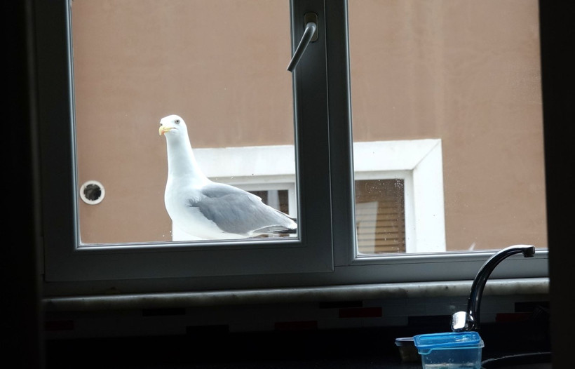6 aydır her gün gelip camı tıklatıyor: Penceredeki daimi misafir ‘Züccaciyeci Jonathan’ - Resim: 8