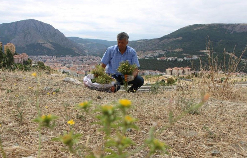 Buketi 150 TL'ye yok satıyor: Nazar için alıyorlar - Resim: 8